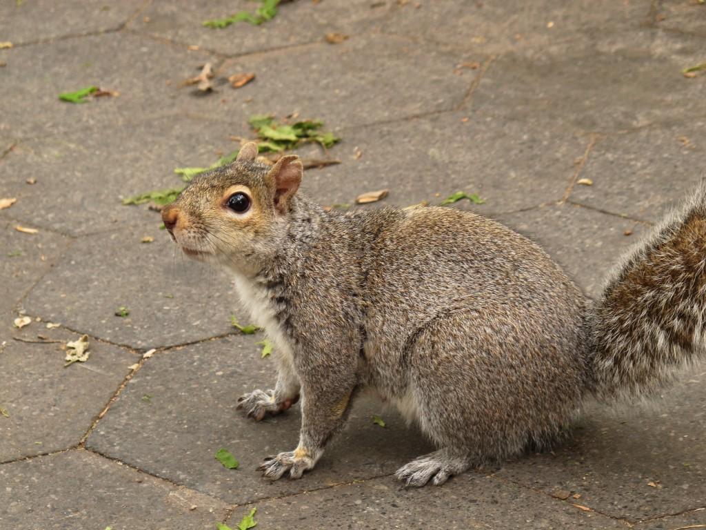 un ecureuil à washington square
