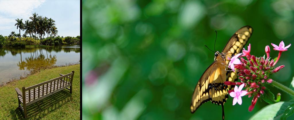 Papillon au Fairchild tropical garden