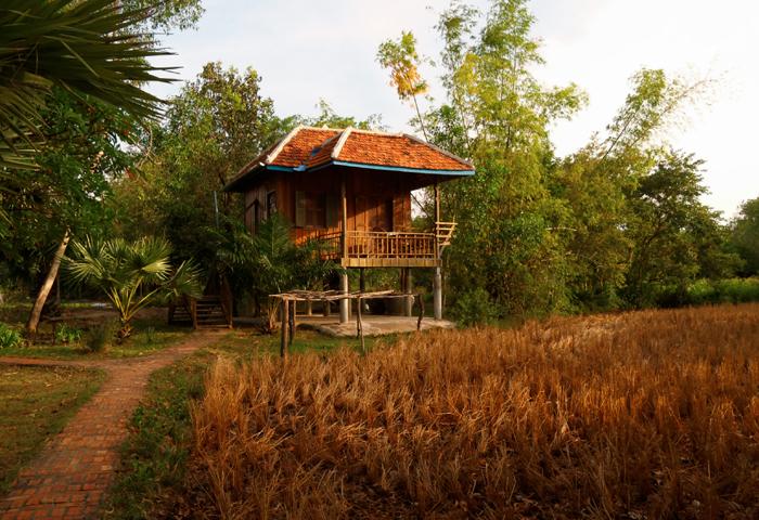 Kampot Manguier