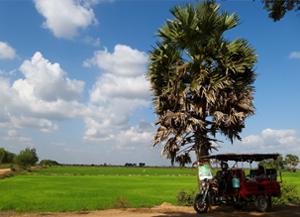 Rizière à Battambang