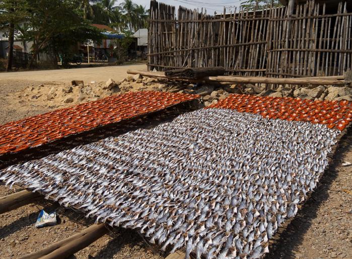 Poissons à battambang