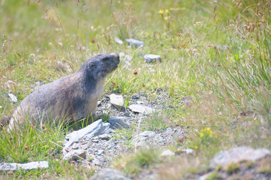 GROSSGLOCKNER-marmotte