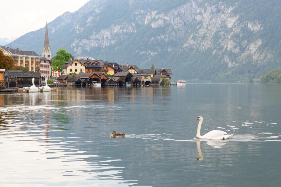 HALLSTATT-Cygne