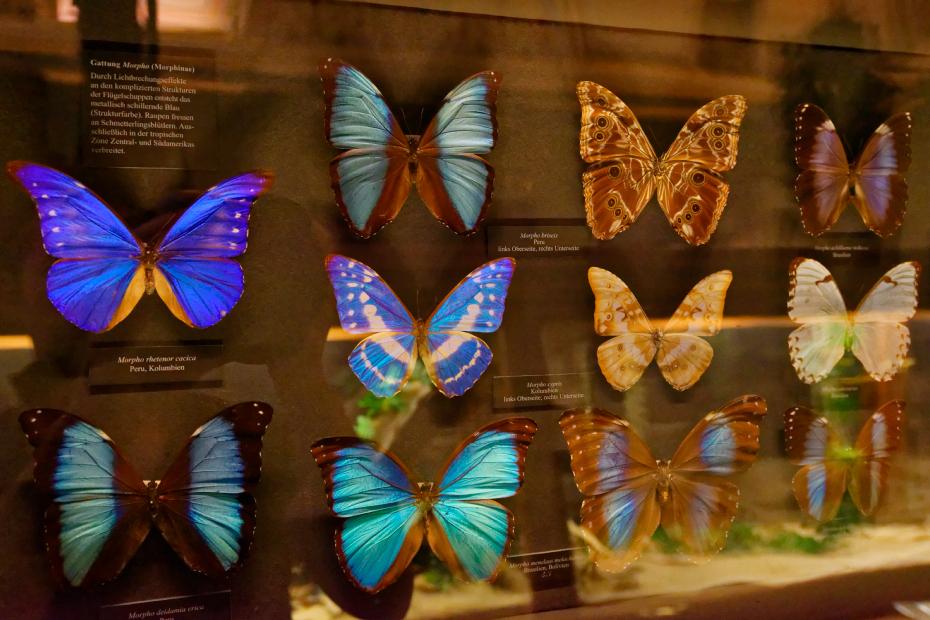 Vienne-Museum-histoire-naturelle-papillons