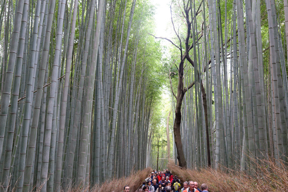 Bambouseraie quartier Arashiyama