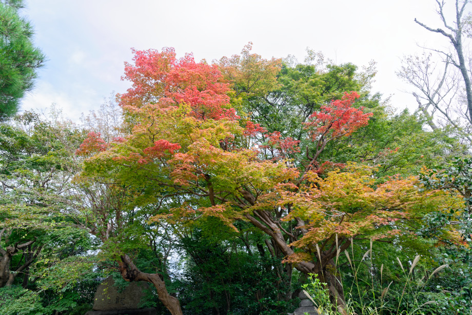 Erables quartier Arashiyama à Kyoto