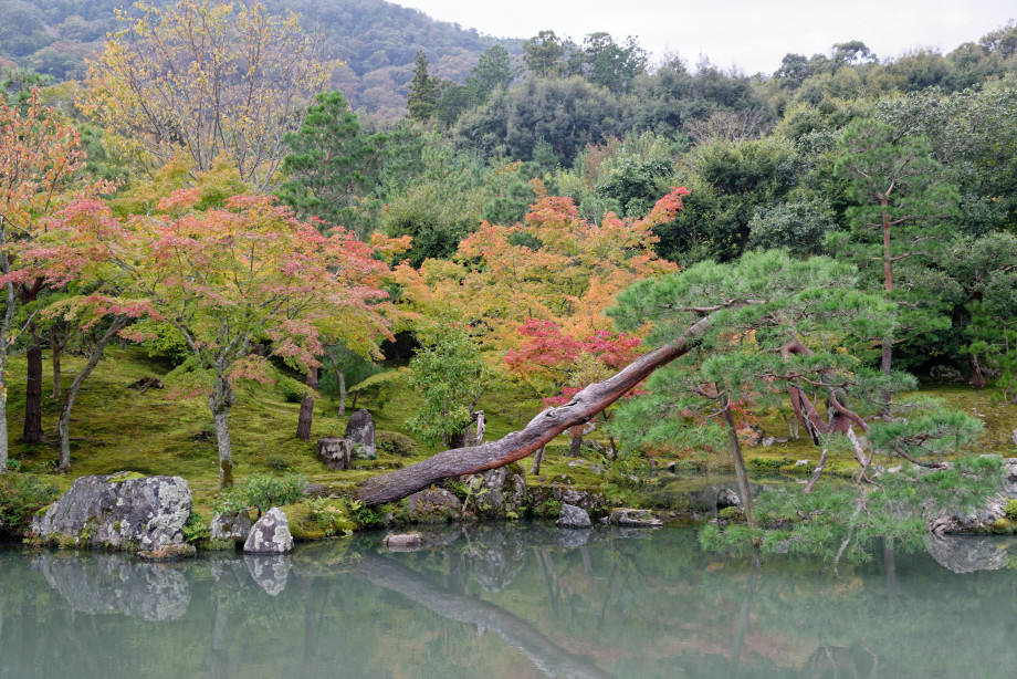 Arbres du jardin Tenryuji quartier Arashiyama