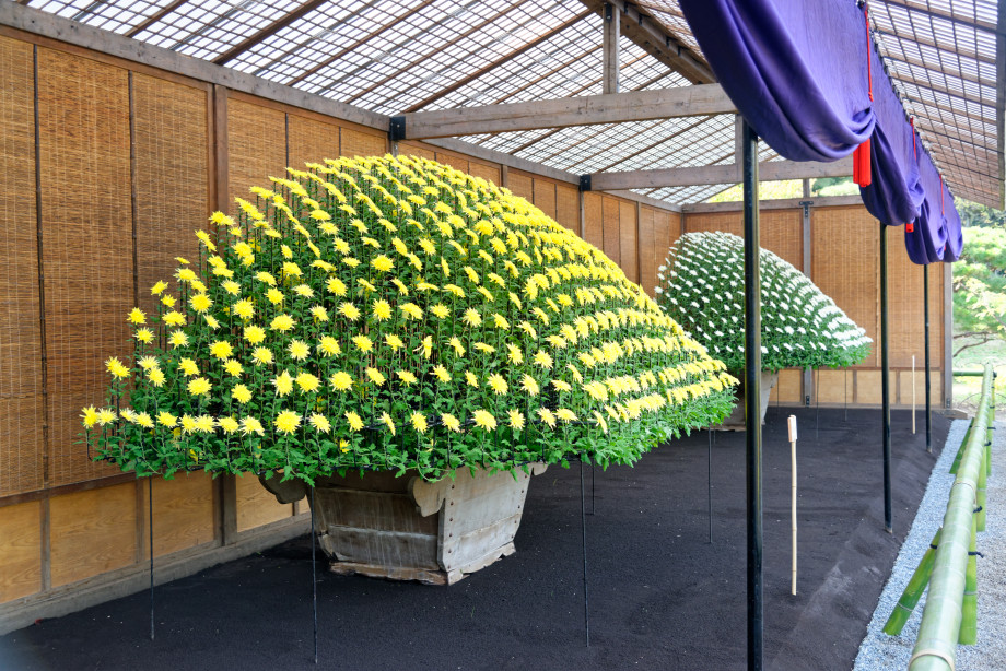 Chrysanthèmes au Shinjuku Gosen Park