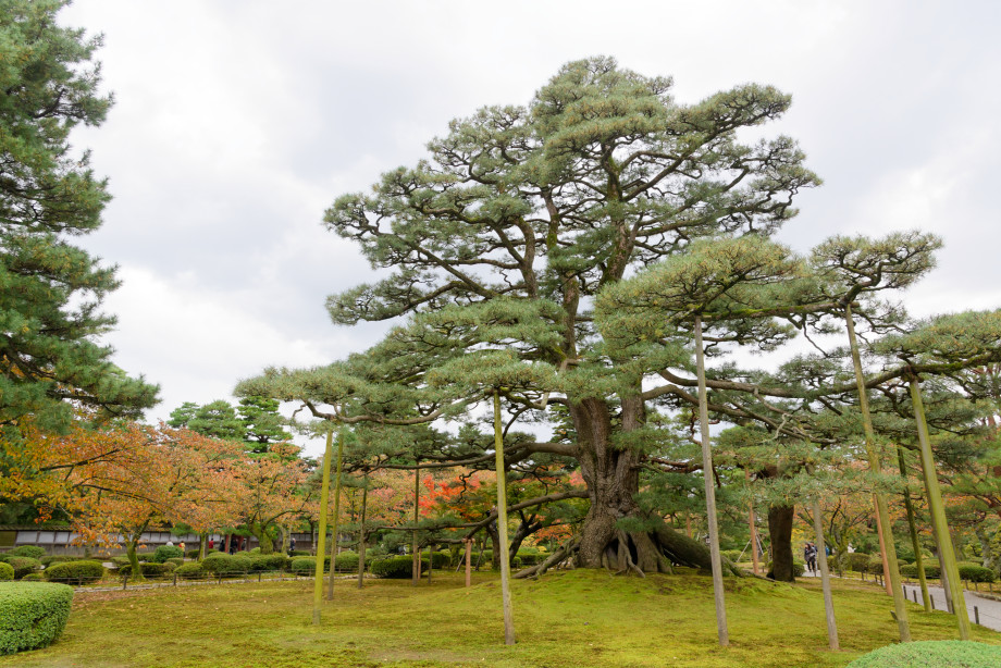 Jardin Kenrokuen à Kanazawa