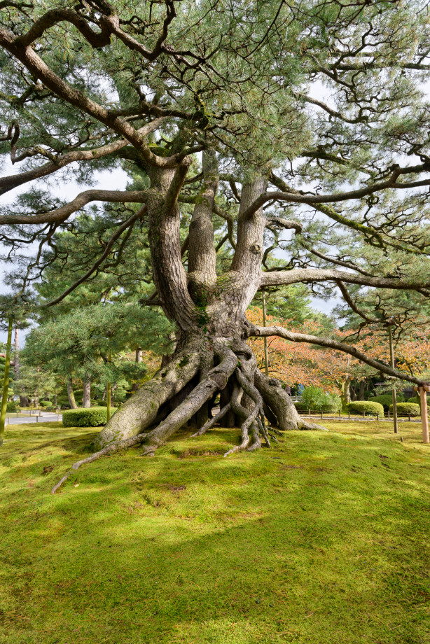 Arbre au jardin Kenrokuen à Kanazawa