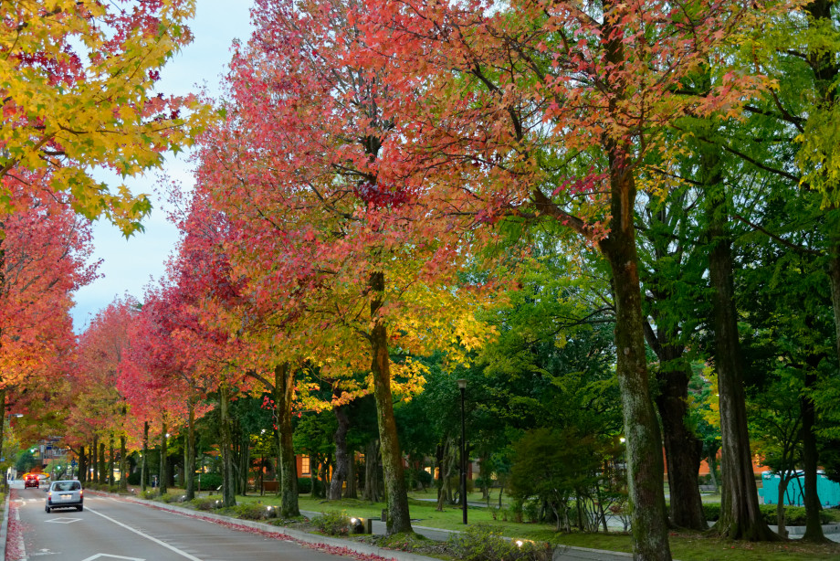 Rue bordé d'érables à Kanazawa