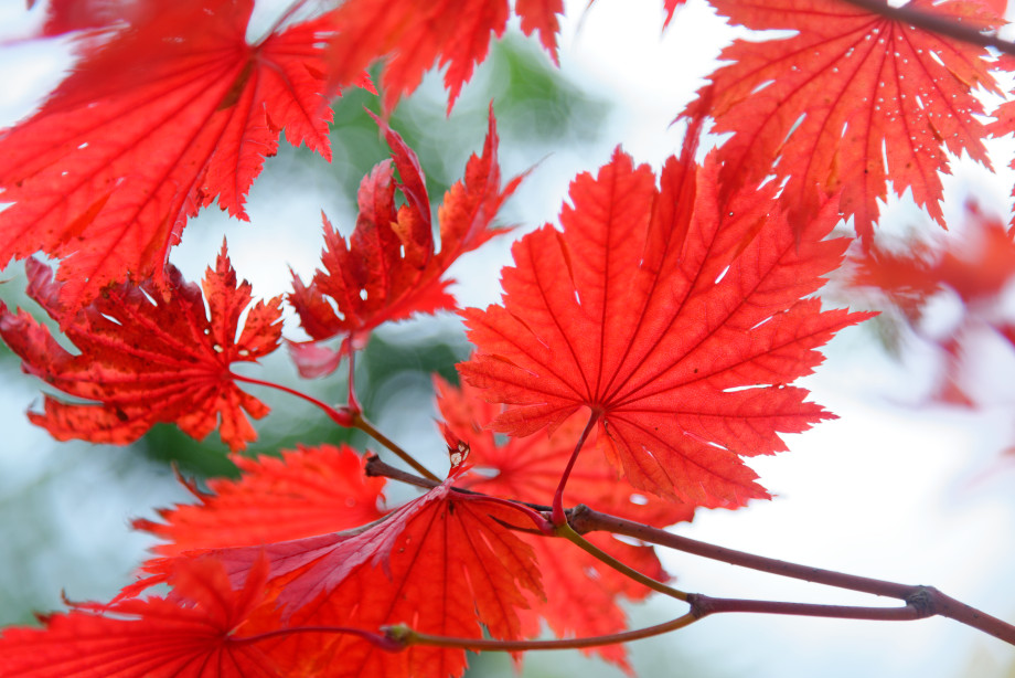 Feuilles d'érables au jardin Kenrokuen