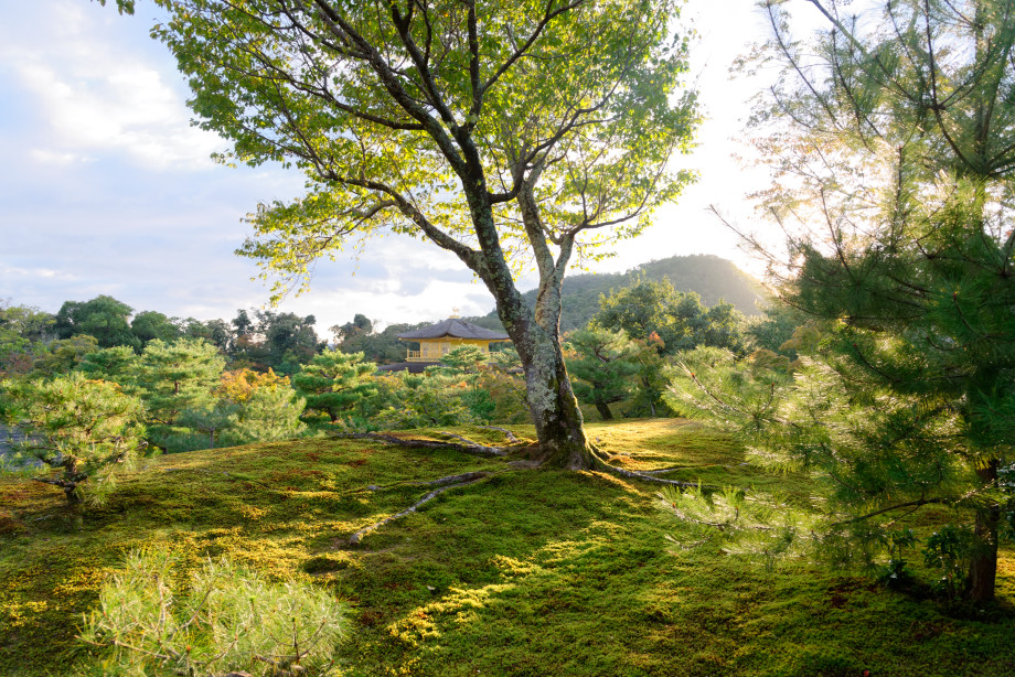 Le jardin du temple kinkakuji