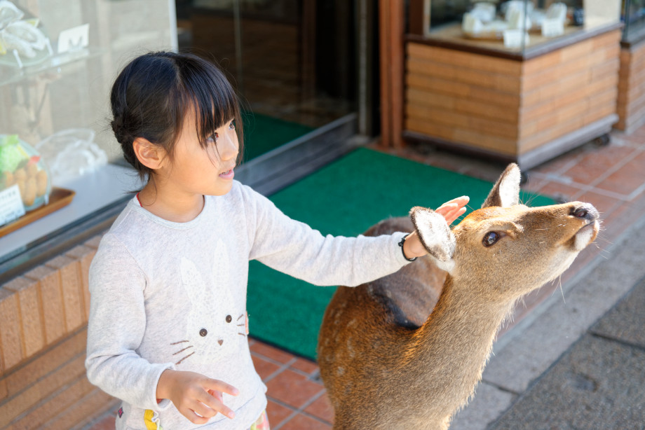 Cerf japonais Miyajima