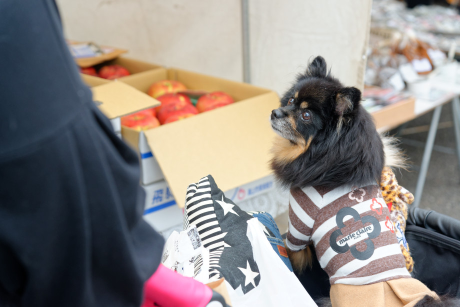 Petit chien au marché Jinya-mae