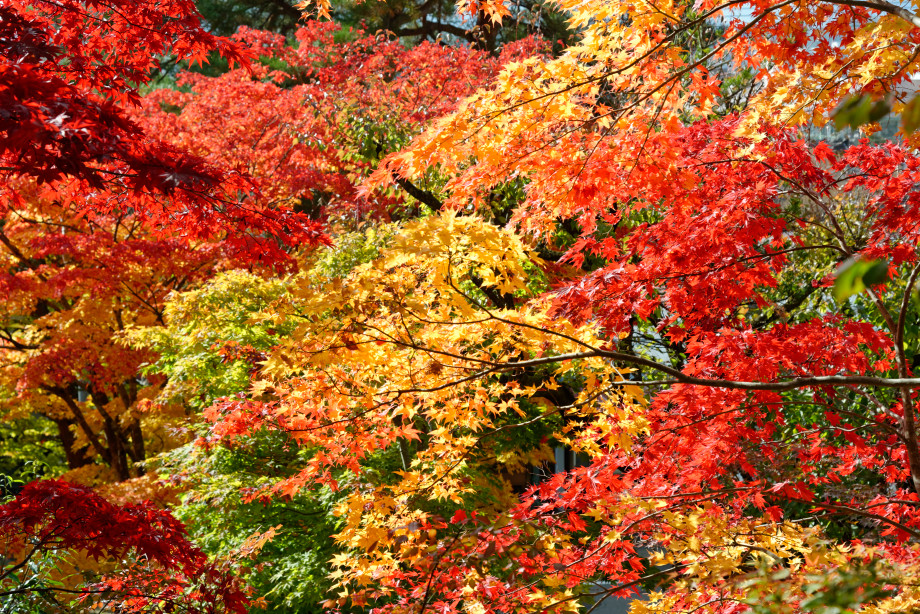 Erables près du temple Daioji à Takayama