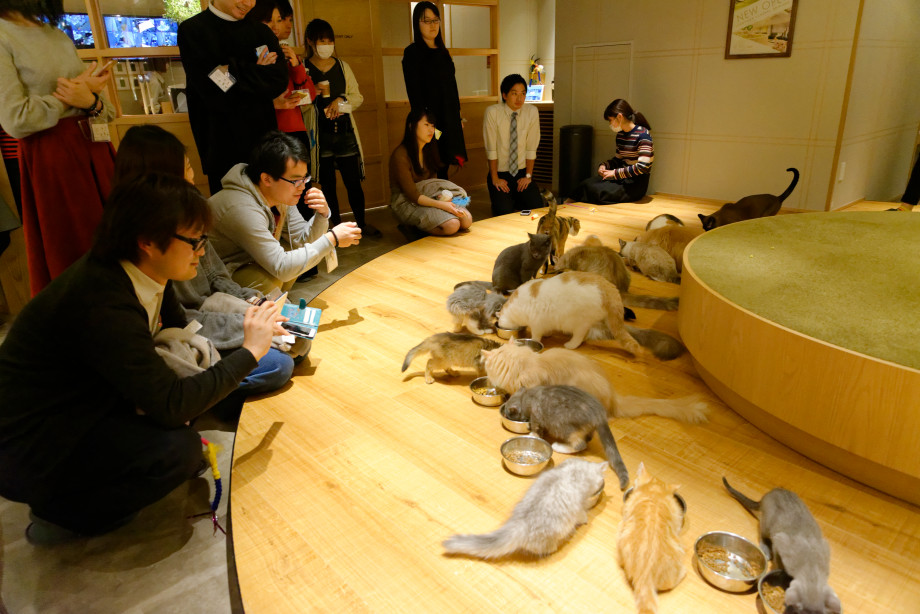 Repas des chats du mocha cat café à Tokyo